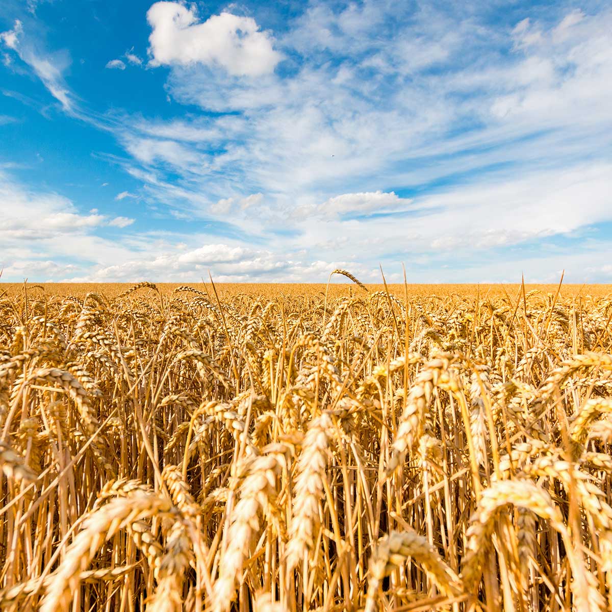 Agriculture